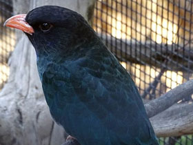 Смотреть фото Восточный широкорот Фото Восточный широкорот