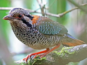 Смотреть фото Чешуйчатая земляная ракша Фото Чешуйчатая земляная ракша