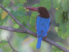 Фото Красноклювая альциона