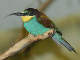 Фото Золотистая щурка