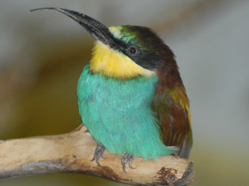 Золотистая щурка