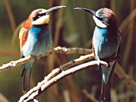 Золотистая щурка