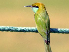 Смотреть фото Малая зелёная щурка Фото Малая зелёная щурка