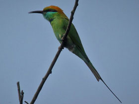Смотреть фото Малая зелёная щурка Фото Малая зелёная щурка