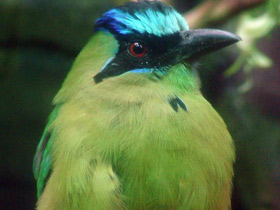 Смотреть фото Синешапочный момот Фото Синешапочный момот