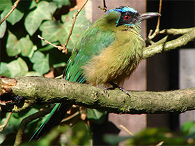 Смотреть фото Синешапочный момот Фото Синешапочный момот