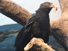 Фото Большая шпорцевая кукушка