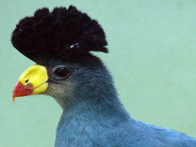 Фото Большой голубой турако