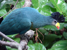 Большой голубой турако