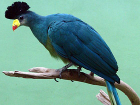 Фото Большой голубой турако