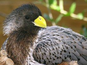 Смотреть фото Чернохвостый бананоед-подорожник Фото Чернохвостый бананоед-подорожник