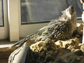 Смотреть фото Кукушка-подорожник Фото Кукушка-подорожник