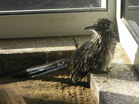 Смотреть фото Кукушка-подорожник Фото Кукушка-подорожник