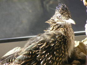 Смотреть фото Кукушка-подорожник Фото Кукушка-подорожник