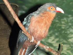 Фото Каштановогрудая кустарниковая кукушка