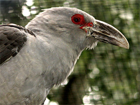 Фото Исполинская кукушка