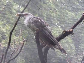 Фото Исполинская кукушка