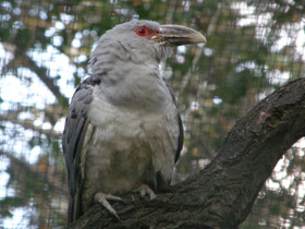 Фото Исполинская кукушка