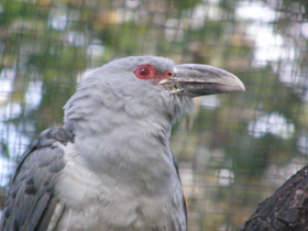 Фото Исполинская кукушка