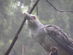 Фото Исполинская кукушка