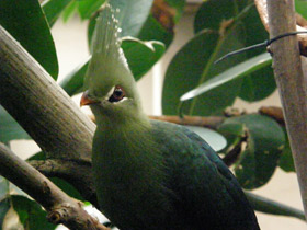 Турако Ливингстона