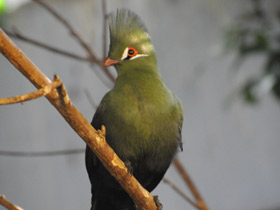 Смотреть фото Гвинейский турако Фото Гвинейский турако