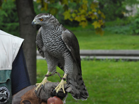 Фото Ястреб-тетеревятник