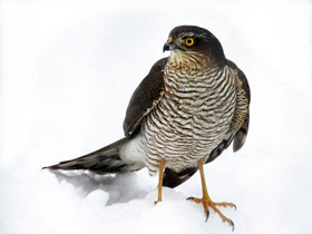 Ястреб-перепелятник