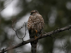 Фото Ястреб-перепелятник