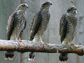 Ястреб-перепелятник