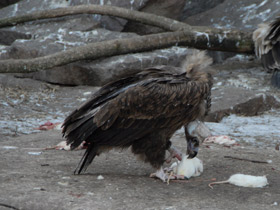 Фото Черный гриф