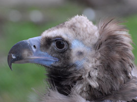 Фото Черный гриф