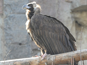 Фото Черный гриф