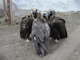 Черный гриф