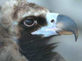 Черный гриф