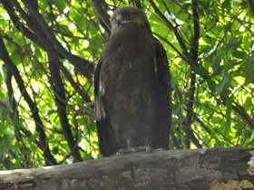 Фото Малый подорлик