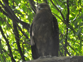 Фото Малый подорлик