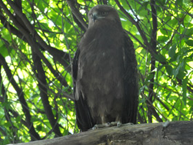 Фото Малый подорлик