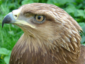 Малый подорлик