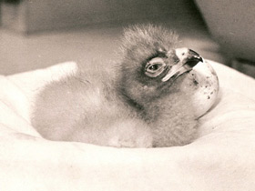 Фото Малый подорлик