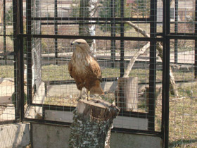 Фото Курганник