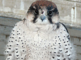 Фото Ланнер