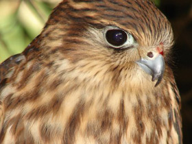 Фото Дербник