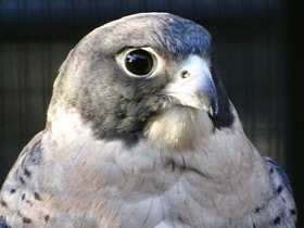 Смотреть фото Сапсан Фото Сапсан