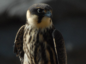 Фото Чеглок