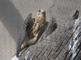 Смотреть фото Обыкновенная пустельга Фото Обыкновенная пустельга