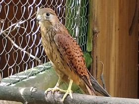 Смотреть фото Обыкновенная пустельга Фото Обыкновенная пустельга