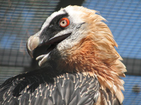 Смотреть фото Бородач - «гриф с гривой» Фото Бородач - «гриф с гривой»