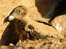 Смотреть фото Бородач - «гриф с гривой» Фото Бородач - «гриф с гривой»