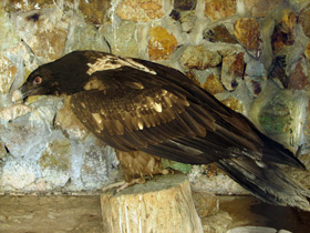 Смотреть фото Бородач - «гриф с гривой» Фото Бородач - «гриф с гривой»